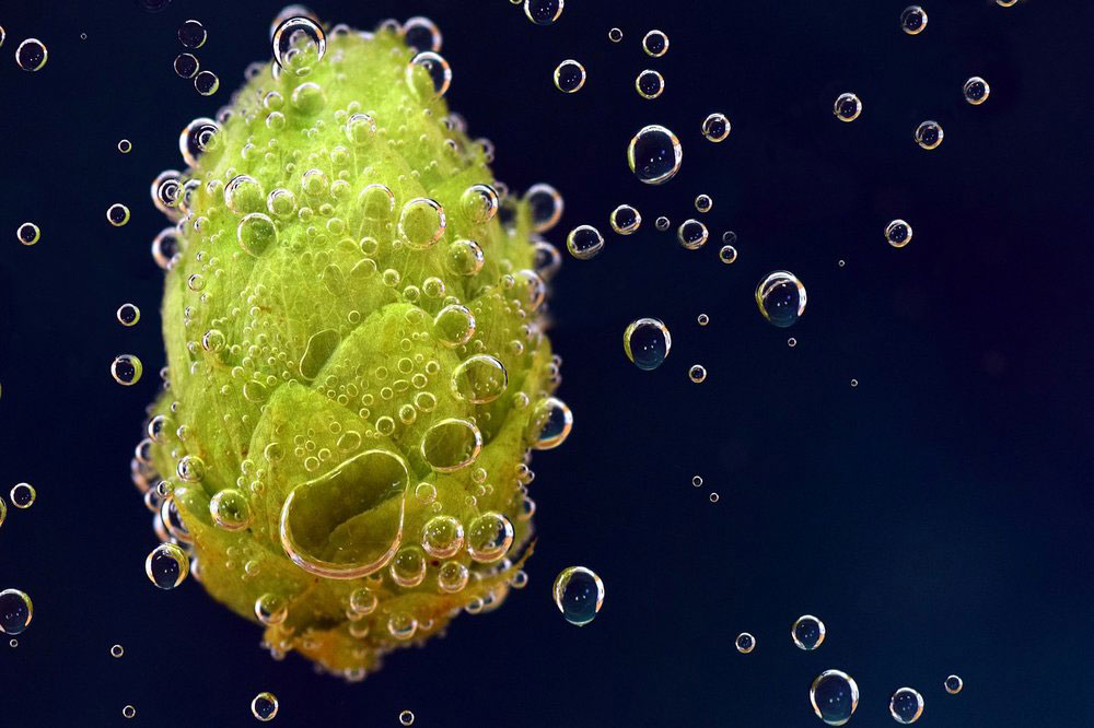 什么是啤酒釀造中的酒花蠕變？